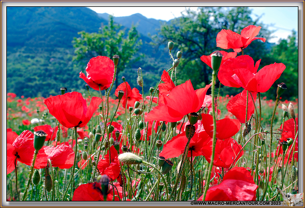 Coquelicots
